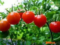 现在西红柿价格多少钱一斤？西红柿价格为何下降？