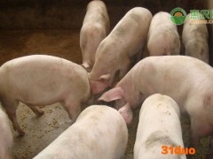 2021年4月份全国生猪价格最新行情