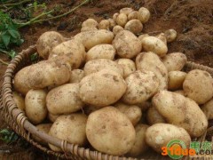 今日土豆多少钱一斤？2021年3月31日土豆价格最新行情