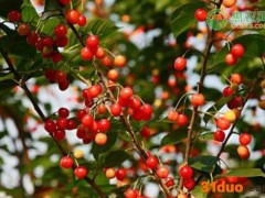 2021年4月樱桃价格及行情预测分析