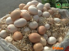2021清明节过后鸡蛋价格是涨是跌？