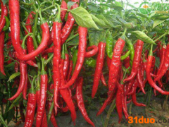 2021年4月蔬菜价格最新行情及走势预测