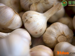 现在大蒜价格多少钱一斤？大蒜价格为何下跌？