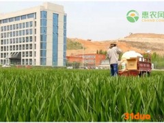 小麦价格波动会对生产商和加工商带来什么风险？