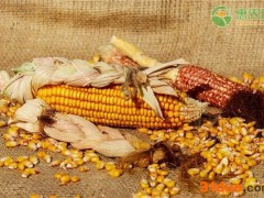 2021河南玉米价格最新行情多少钱一斤？