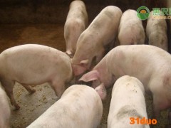 今日生猪价格多少钱一斤？2021年3月23日生猪价格最新行情