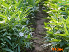 今日空心菜价格多少钱一斤？空心菜价格为何上涨了？