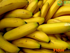 今日香蕉价格多少钱一斤？香蕉价格为何降了？