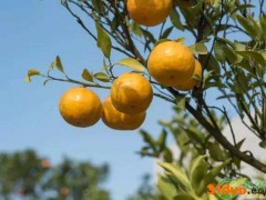 沃柑最新价格行情及走势预测（附3月30日沃柑价格）