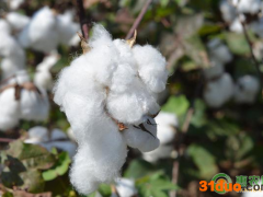 2021棉花价格最新行情如何？棉花价格为何上涨了？