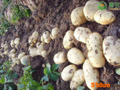 现在土豆价格多少钱一斤？土豆价格为何这么低？