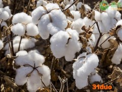 今日棉花价格多少钱一斤？附最新行情走势分析