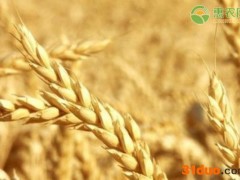 今日小麦价格多少钱一斤？2021年3月20日小麦价格最新行情