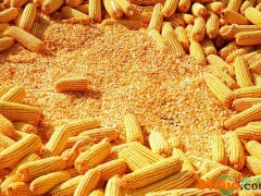 今日玉米价格多少钱一斤？2021年3月20日玉米价格最新行情