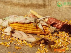 2021清明节前后玉米价格最新行情预测