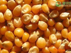 2021玉米价格今日价一斤多少钱？后期走势如何？