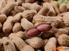 今日花生价格多少钱一斤？2021年3月17日花生价格最新行情