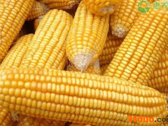 山东玉米价格最新行情多少钱一斤？玉米价格后期走势分析