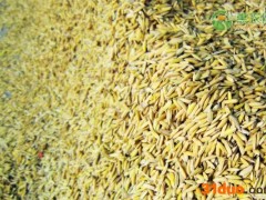 今日谷子最新价格表（附行情走势分析）