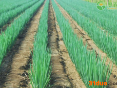 韩国大葱鸡蛋价格暴涨，大葱价格为何上涨？