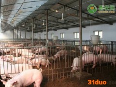 2021年第11周：全省生猪、肉鸡价格下降，鸡蛋、肉牛、肉羊价格稳定 （3月8日—3月14日）