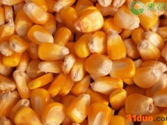 黑龙江玉米市场周报（0301