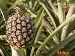 广东徐闻菠萝鲜果田头价创新高！什么原因导致的价格上涨？