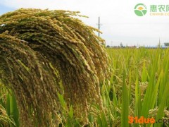 今年水稻价格是否上涨？(附3月8日水稻最新价格)